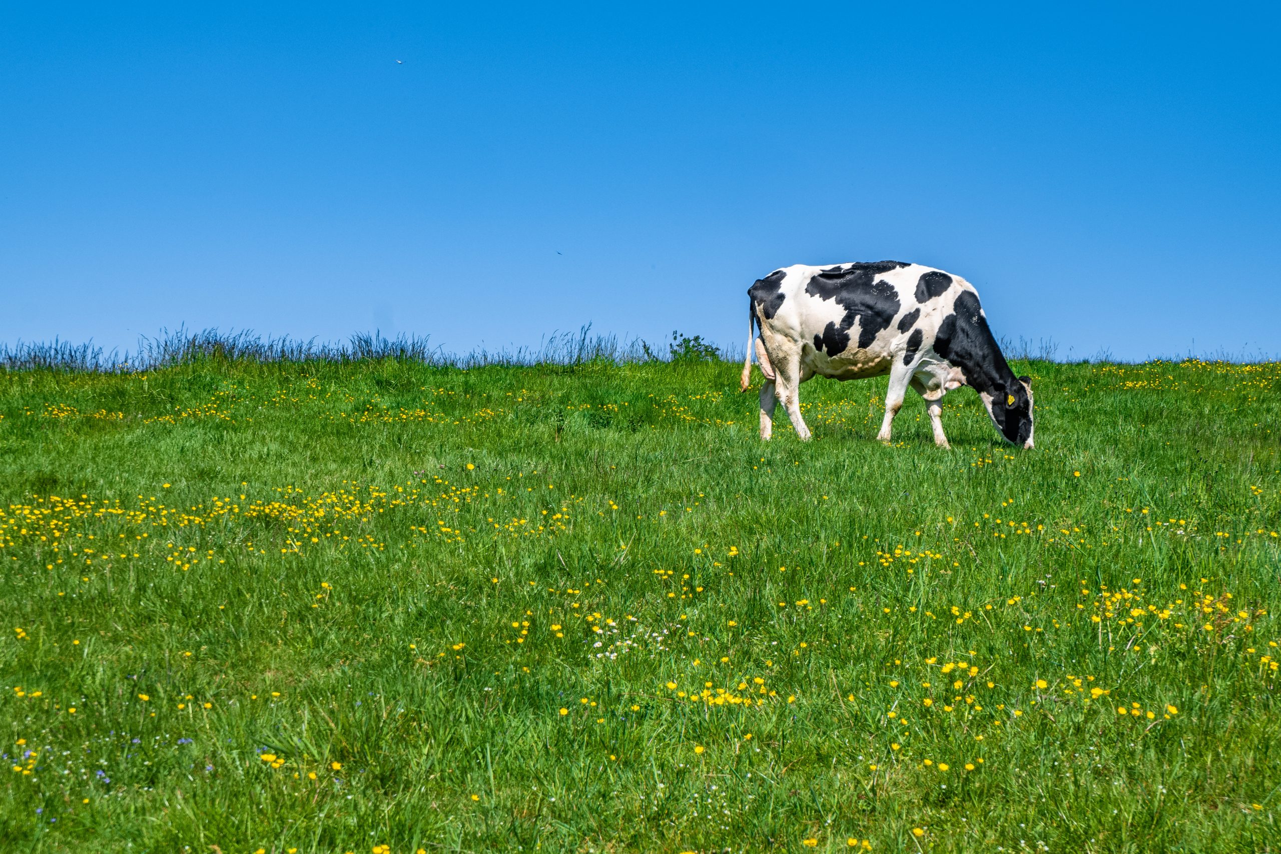 Коров луг сколько. Коровы в поле. Корова черно белая на лугу. Коровы пасутся в грозу. Фото коровы на лугу чёрно белая.